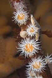 Anemones on kelp stem. Isle of Lewis.
Scotland. D200,60mm. by Derek Haslam 